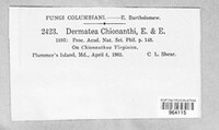 Image of Dermea chionanthi